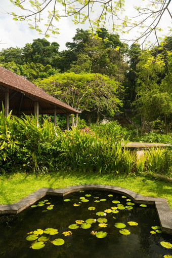 莲花池塘印尼公园