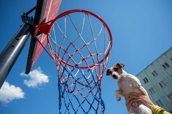 底视图杰克罗素梗狗得分目标篮球篮子蓝色的天空背景