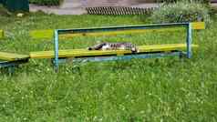 无家可归的人灰色的虎斑猫睡觉板凳上
