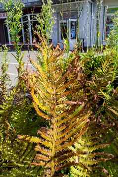 秋天泛黄蕨类植物叶子特写镜头自然背景