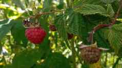 树莓植物树莓布什成熟的树莓分支水果花园