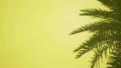 棕榈叶子黄色的墙空清晰的模型渲染