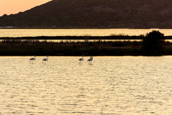 野生动物风景视图美丽的火烈鸟流浪的日落吉亚洛娃环礁湖希腊