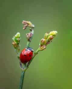 红色的瓢虫昆虫坐着花