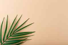 平躺棕榈叶对角米色背景概念摘要现代热带背景