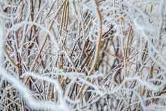 霜雪干森林灌木