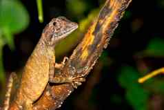 brown-patched袋鼠蜥蜴sinharaja国家公园雨森林斯里兰卡斯里兰卡