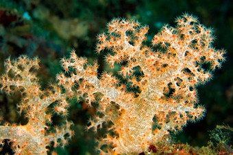 多分支树<strong>软珊瑚</strong>lembeh北苏拉威西岛印尼亚洲