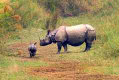 更大的独角犀牛皇家巴蒂亚国家公园尼泊尔