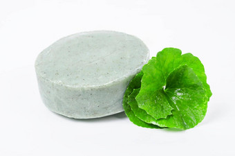 肥皂积雪草asiatice新鲜的绿色叶积雪草
