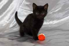 黑色的孟买小猫猫球可爱的