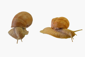 <strong>蜗牛爬行</strong>白色背景螺旋pomatia<strong>蜗牛</strong>孤立的白色背景一边视图直接视图特写镜头