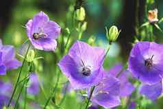 紫色的贝尔花风铃西葫芦盛开的夏天花园