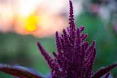勃艮第花蔬菜苋属植物种子晚上日落
