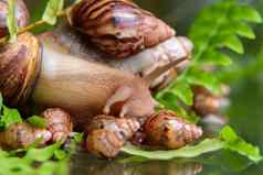 大白色蜗牛小蜗牛爬行分支机构植物