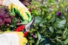 修剪番茄灌木修剪剪切机日益增长的有爱心的花园蔬菜
