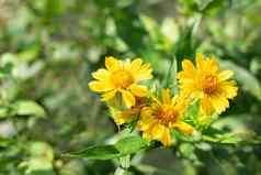 黄色的花常年植物天人菊属植物aristatamaxima尿素布鲁姆花园繁殖护理