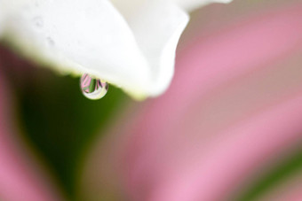 宏花开花水滴摘要自然模糊背景美丽的宏拍摄温柔的湿开花