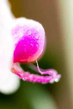 美丽的宏兰花花摘要模糊的自然背景光脆弱的花朵waterdrops