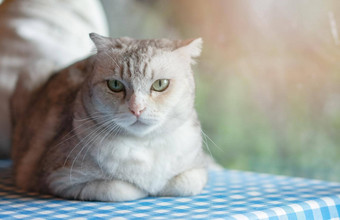 可爱的基蒂猫放松首页宠物首页