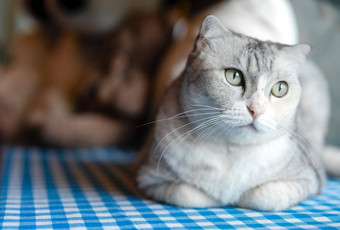 可爱的基蒂猫放松首页宠物首页