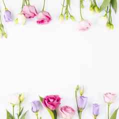 玫瑰紫罗兰色的花框架高质量美丽的照片概念