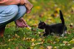小黑色的小猫小心翼翼地走人类伸展运动手小猫