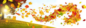 色彩斑斓的明亮的叶子下降秋天的公园