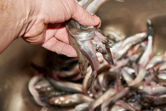 手排序抓新鲜的生胡瓜鱼鱼抓住了海