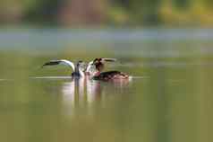 年轻的伟大的冠毛犬grebe小鸡开始尝试飞行池塘