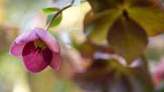 Helleborus冬天玫瑰粉红色的花森林加州美国四旬斋的玫瑰小花春天布鲁姆早....大气精致的植物花开花春天新鲜