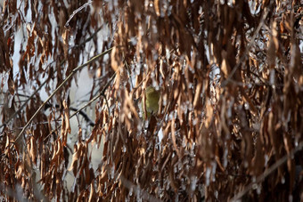 隐藏的orange-crowned莺觅食冷