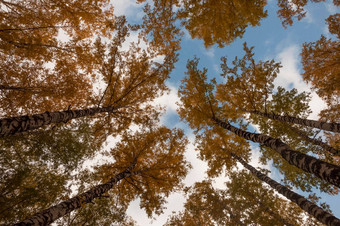 秋天森林背景充满活力的颜色树红色的橙色树叶秋天公园自然改变场景黄色的叶子10月季节太阳蓝色的天空