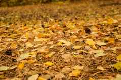 黄色的橙色红色的10月秋天叶子地面美丽的秋天公园下降金秋天叶子关闭视图地面阳光明媚的早....光院子里11月自然宏叶背景