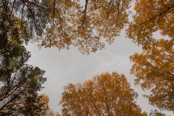 秋天森林背景充满活力的颜色树<strong>红色</strong>的橙色树叶秋天公园自然改变场景黄色的叶子10<strong>月季</strong>节太阳蓝色的天空