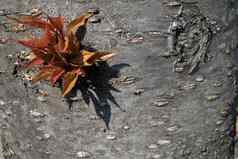 parthenocissusquinquefolia维吉尼亚州爬虫改变颜色秋天大树背景