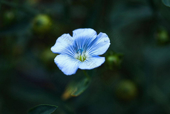 蓝色的亚麻花晚上亚麻籽亚麻布鲁姆亚麻属植物usitatissimum