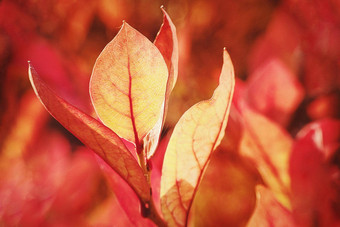 秋天自然共鸣充满活力的树叶颜色蓝莓布什红橙色调