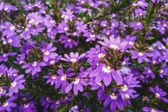 仙女fan-flower紫色的花花园scaevola埃穆拉布鲁姆