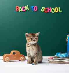 可爱的小猫苏格兰钦奇利亚直坐着背景绿色粉笔董事会文具回来学校