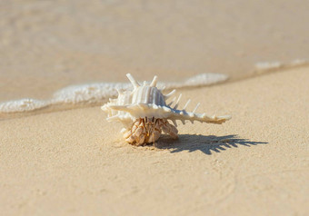 隐士蟹有尖刺的海贝桑迪海滩