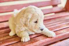 华丽的白色金寻回犬小狗坐着红色的板凳上
