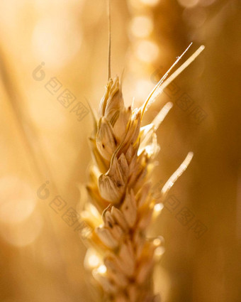 小麦耳朵模糊的背景高质量照片