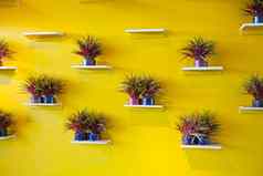 盆栽房子植物黄色的墙