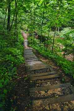 风景优美的路径森林木板路领先的楼梯