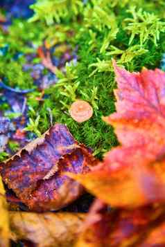 小蘑菇隐藏的莫斯紫色的红色的橙色棕色（的）秋天叶子