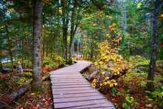 木路径森林大树秋天颜色