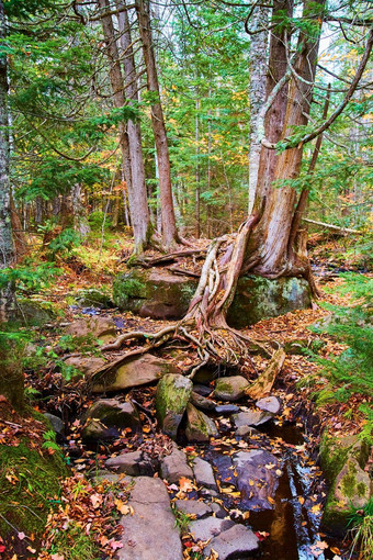 双胞胎结合树树根暴露引领小溪完整的大石头