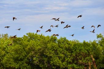 小群小鸟飞行森林