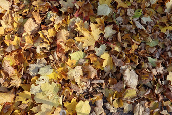 秋天黄色的金叶子地面叶子背景
